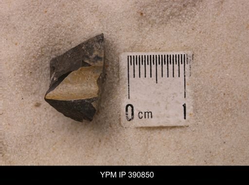 Baculites sp.
