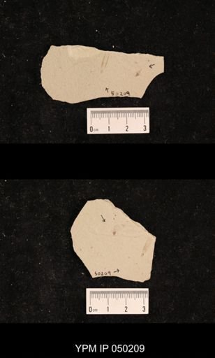 undet. Hexapoda