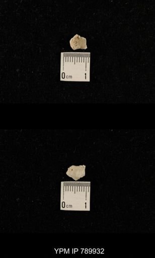 undet. Brachiopoda