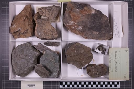 mixed taxa, stratigraphic collection