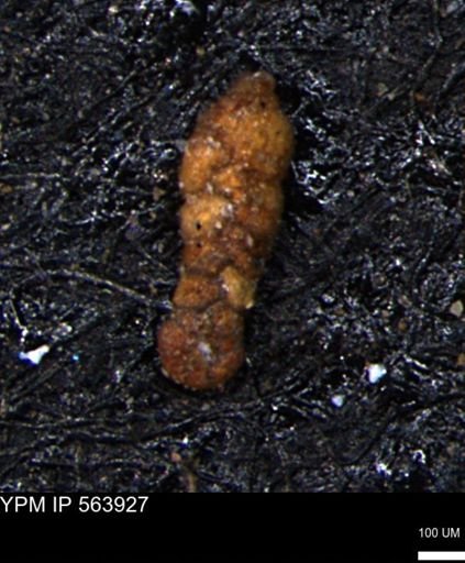Ammobaculites euides