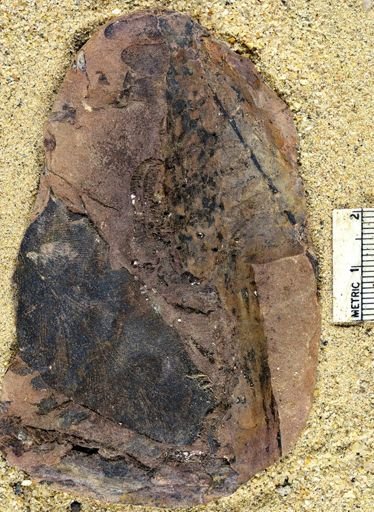 Pecopteris squamosa