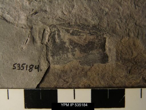 undet. Eurypterida