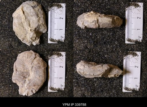 Scaphites whitfieldi