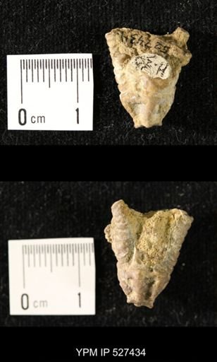 Iocrinus subcrassus