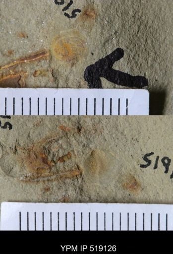 undet. Brachiopoda
