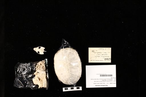 Sternotherus odoratus