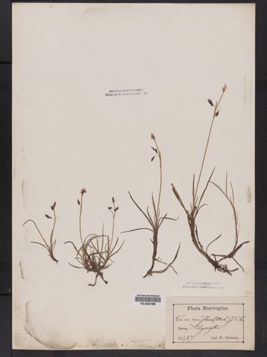 Carex rariflora