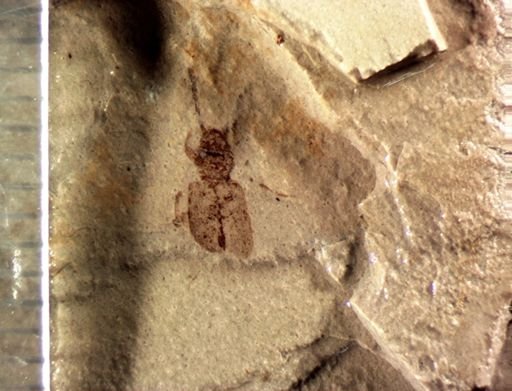undet. Coleoptera