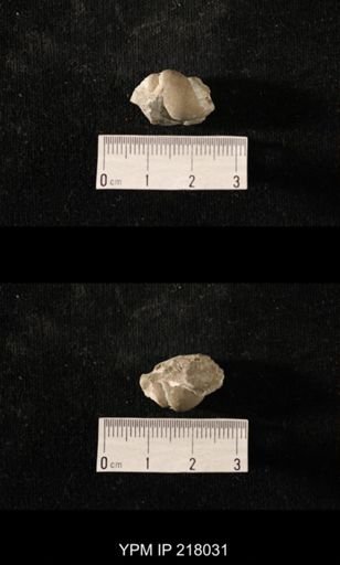 Sphaerodoma sp.