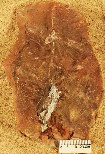 Annularia