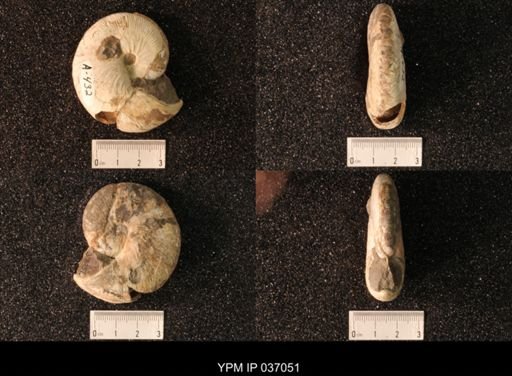 Hoploscaphites nicolletii