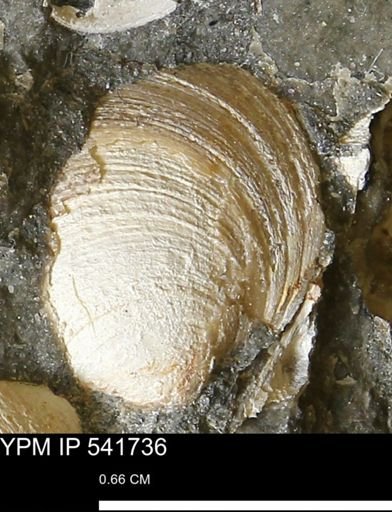 Limopsis striatopunctatus