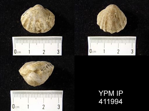 Enteletes hemiplicata