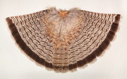 Bonasa umbellus umbellus