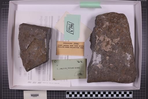 mixed taxa, stratigraphic collection