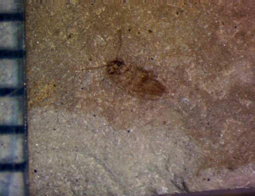 Coleoptera?