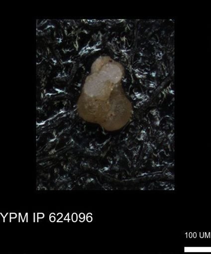undet. Foraminiferida