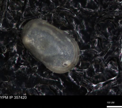 undet. Ostracoda