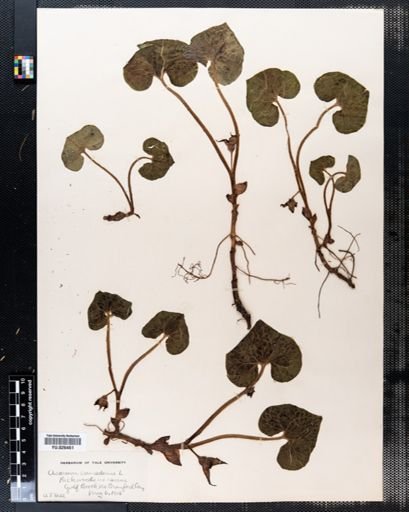 Asarum canadense