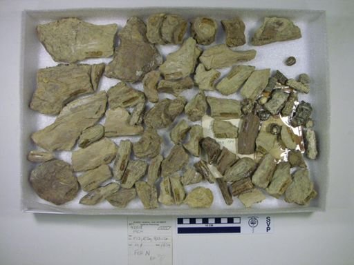 undet. Ichthyodectidae