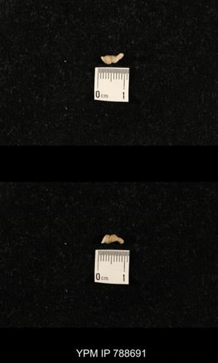 taxon undetermined