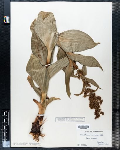 Veratrum viride