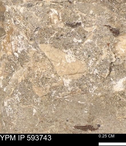 Baculites sp.