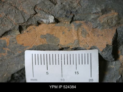 undet. Arthropoda