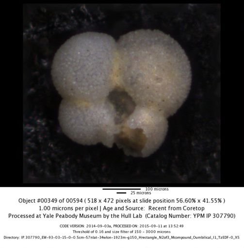 undet. Foraminiferida