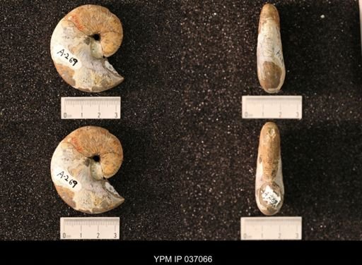 Hoploscaphites nicolletii