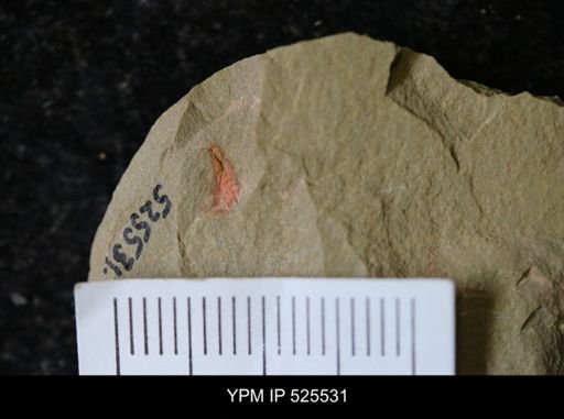 undet. Synziphosurina