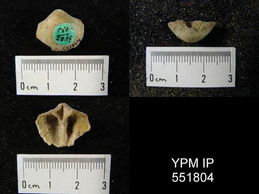 Gypidula sp.