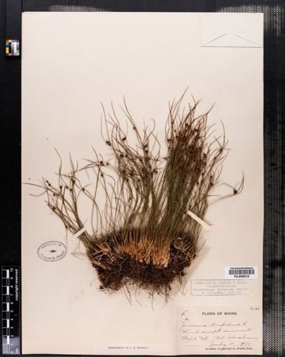 Juncus trifidus