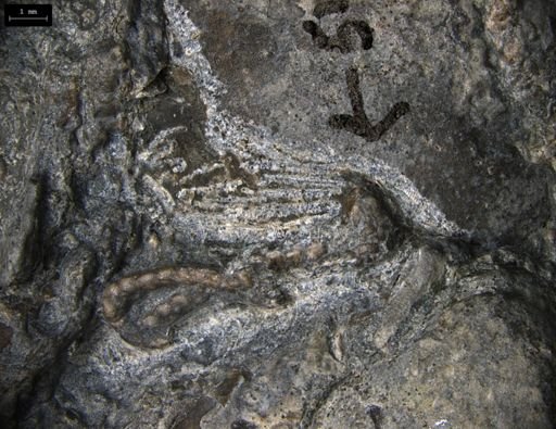 Aplocoma damesii
