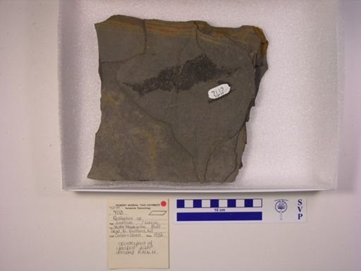 Redfieldia sp.