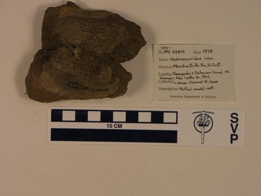 Hadrosauridae