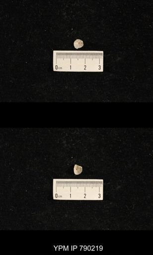 Derbyia sp.