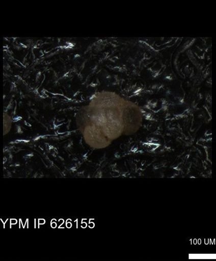 undet. Foraminiferida