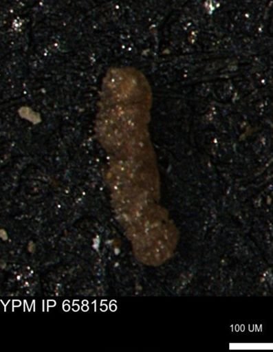 undet. Foraminiferida
