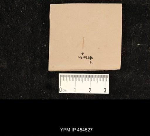 undet. Tipulidae