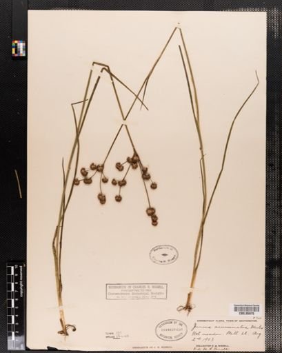 Juncus