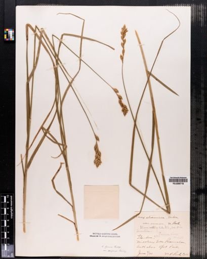 Carex