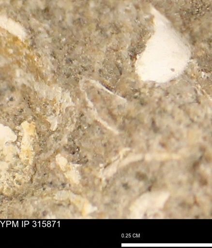 undet. Mollusca