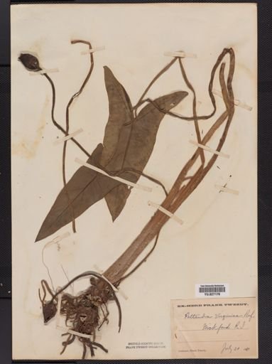 Peltandra virginica