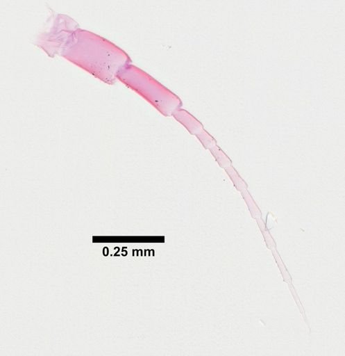 Hyalella