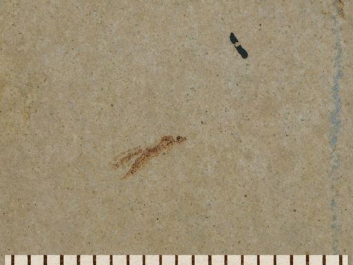 undet. Tipulidae