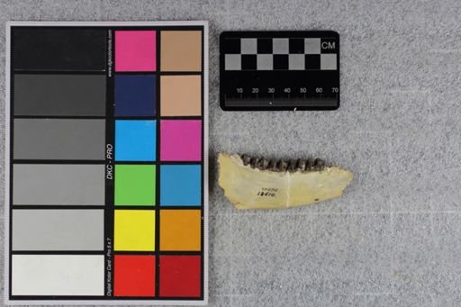 Mesohippus bairdi