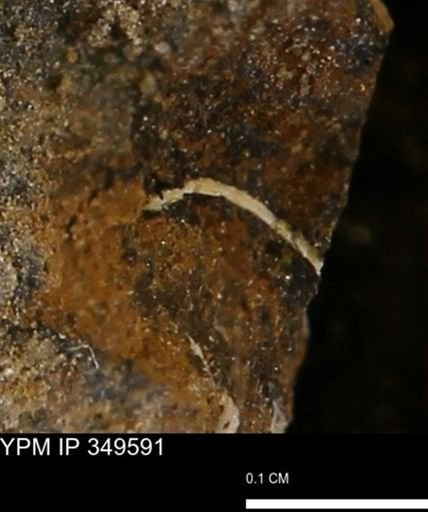 undet. Mollusca