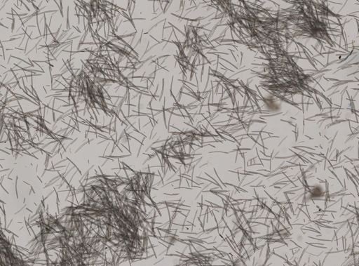 Chalinidae
